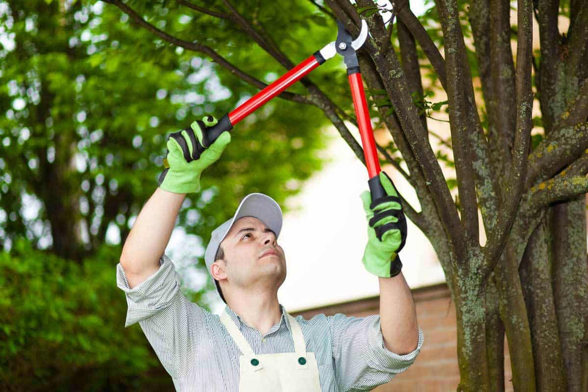 Professional arborist pruning tree branches with red-handled loppers