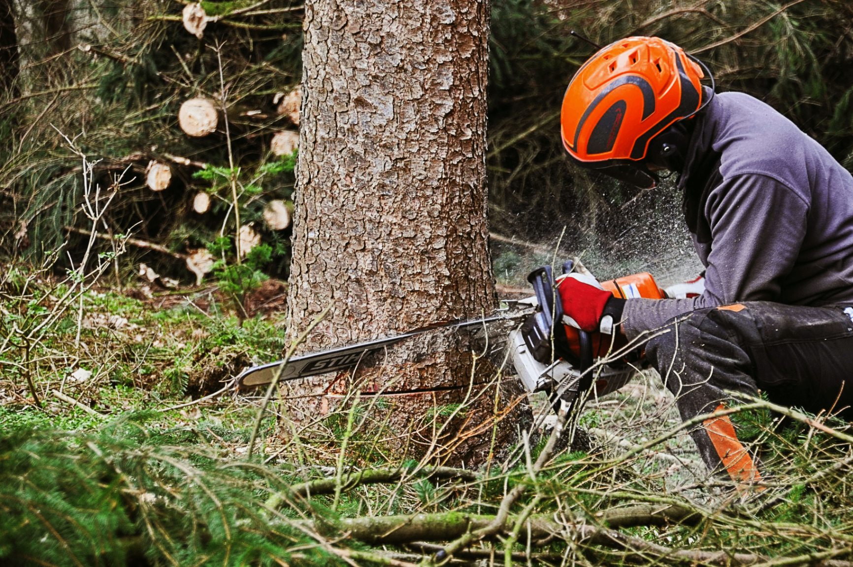 Arborist using a chainsaw to fell a large tree trunk in a forested area