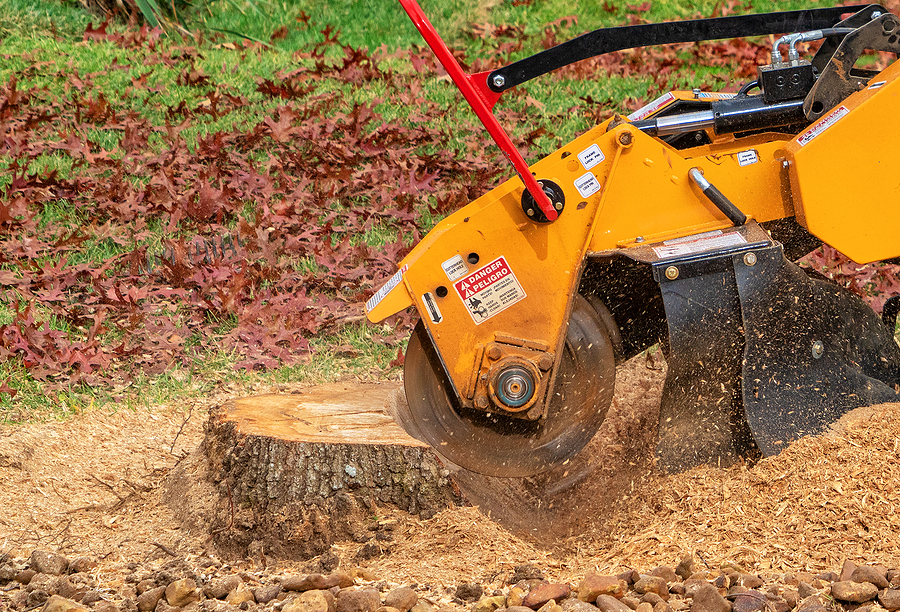 Industrial stump grinder removing a tree stump with sawdust flying